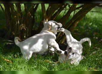 Shar-Pei x Labrador Mix Welpen stellen sich vor......