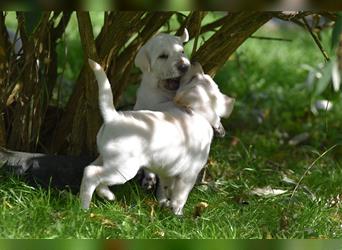 Shar-Pei x Labrador Mix Welpen stellen sich vor......