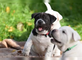 Shar-Pei x Labrador Mix Welpen stellen sich vor......