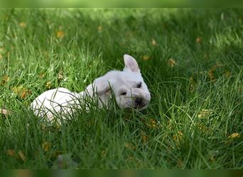 Shar-Pei x Labrador Mix Welpen stellen sich vor......