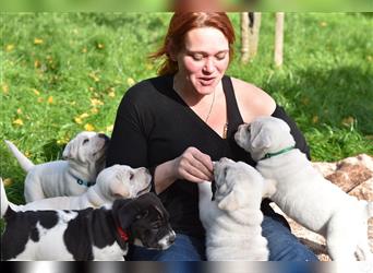 Shar-Pei x Labrador Mix Welpen stellen sich vor......