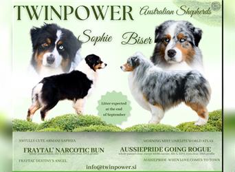 Australian Shepherd Welpen mit Pedigree