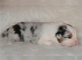 Australian Shepherd Welpen mit Pedigree