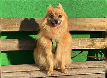 Timmy, Spitz Mix, geb, 2017, kleiner Rüde sucht Zuhause