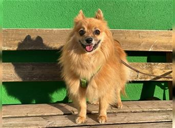 Timmy, Spitz Mix, geb, 2017, kleiner Rüde sucht Zuhause