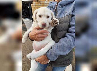 Wir haben ab sofort Labrador Welpen in hell beige und schwarz abzugeben