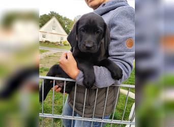 Wir haben ab sofort Labrador Welpen in hell beige und schwarz abzugeben