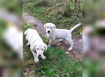 Wir haben ab sofort Labrador Welpen in hell beige und schwarz abzugeben