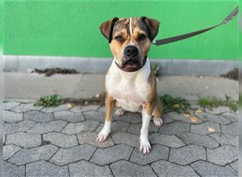 Xara, Bulldoggenmix, geb. 2022, sucht Einzelplatz