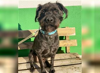 Ole, Mittelschnauzer Mix, geb. 2020, kluger, agiler Rüde