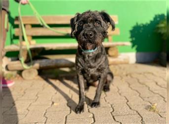 Ole, Mittelschnauzer Mix, geb. 2020, kluger, agiler Rüde