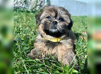 Shih-Tzu/ Yorkshire Welpen