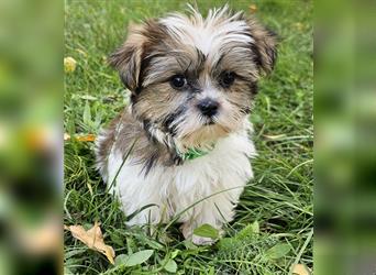 Shih-Tzu/ Yorkshire Welpen