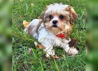 Shih-Tzu/ Yorkshire Welpen