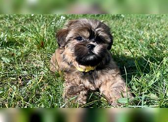 Shih-Tzu/ Yorkshire Welpen