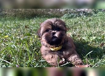 Shih-Tzu/ Yorkshire Welpen