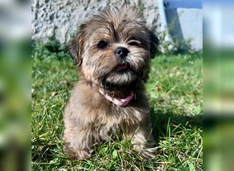 Shih-Tzu/ Yorkshire Welpen