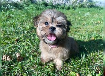 Shih-Tzu/ Yorkshire Welpen