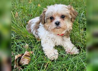 Shih-Tzu/ Yorkshire Welpen