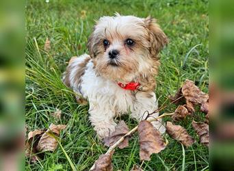 Shih-Tzu/ Yorkshire Welpen