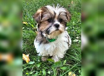 Shih-Tzu/ Yorkshire Welpen