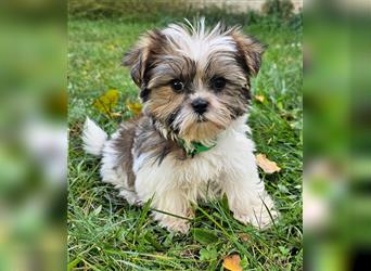 Shih-Tzu/ Yorkshire Welpen