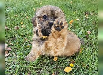 Shih-Tzu/Yorkshire