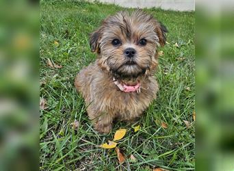 Shih-Tzu/Yorkshire