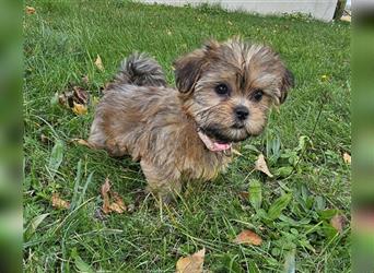 Shih-Tzu/Yorkshire