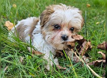 Shih-Tzu/Yorkshire