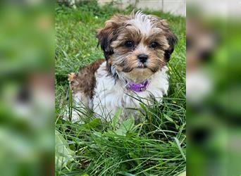 Shih-Tzu/Yorkshire