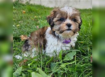 Shih-Tzu/Yorkshire