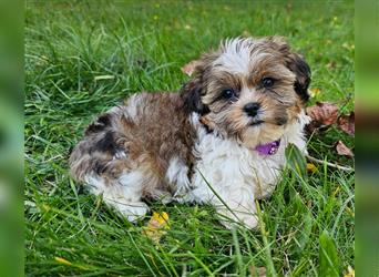 Shih-Tzu/Yorkshire