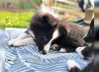 Sheltie 's wahre Seelenhunde 