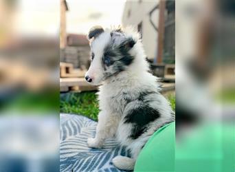 Sheltie 's wahre Seelenhunde 