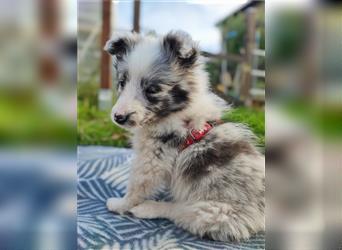 Sheltie 's wahre Seelenhunde 