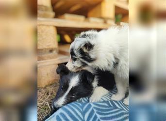 Sheltie 's wahre Seelenhunde 