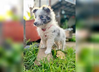 Sheltie 's wahre Seelenhunde 