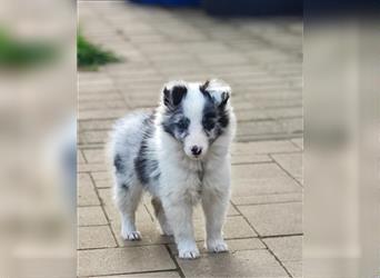 Sheltie 's wahre Seelenhunde 