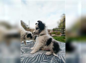 Sheltie 's wahre Seelenhunde 