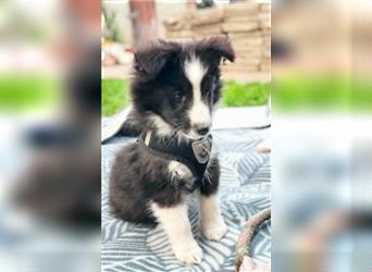 Sheltie 's wahre Seelenhunde 