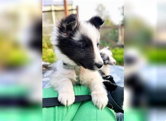 Sheltie 's wahre Seelenhunde 