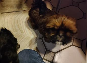 Shih tzu  Welpen