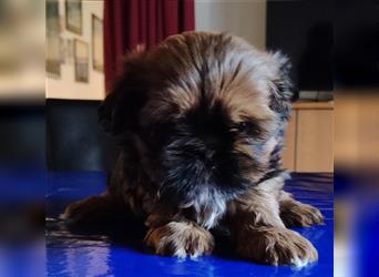 Shih tzu  Welpen