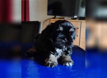 Shih tzu  Welpen