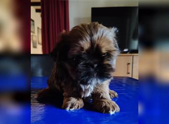 Shih tzu  Welpen