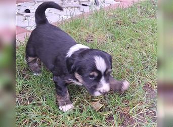 Tibet Terrier Welpen