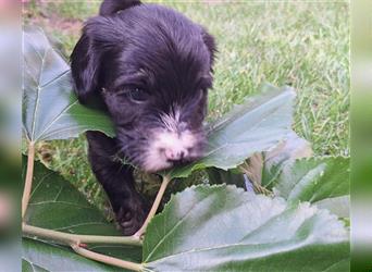 Tibet Terrier Welpen