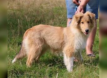 Collie Welpen aus VDH Zucht