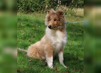 Collie Welpen aus VDH Zucht